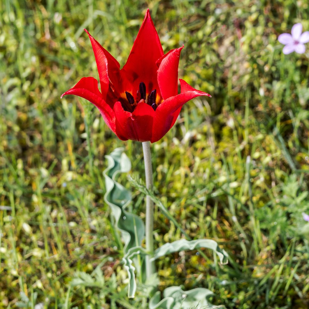 Kasvitieteellinen tulppaani - Tulipa eichleri