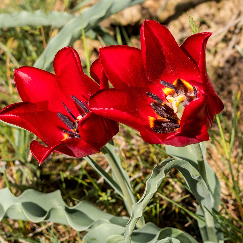 Kasvitieteellinen tulppaani - Tulipa eichleri