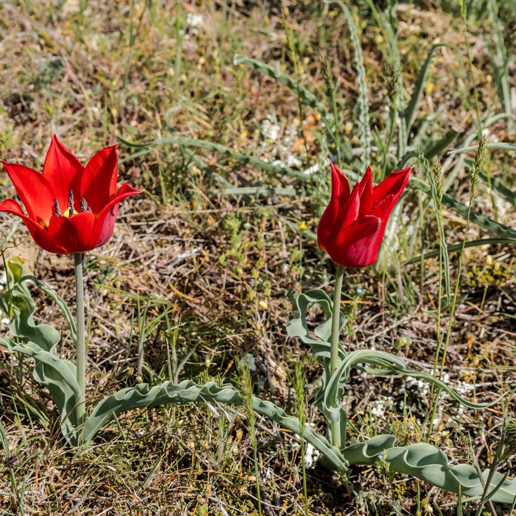 Kasvitieteellinen tulppaani - Tulipa eichleri
