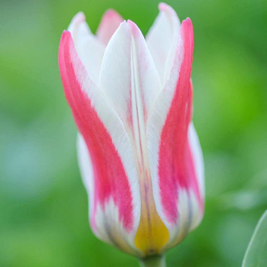 Greigii-tulppaani Mary Ann