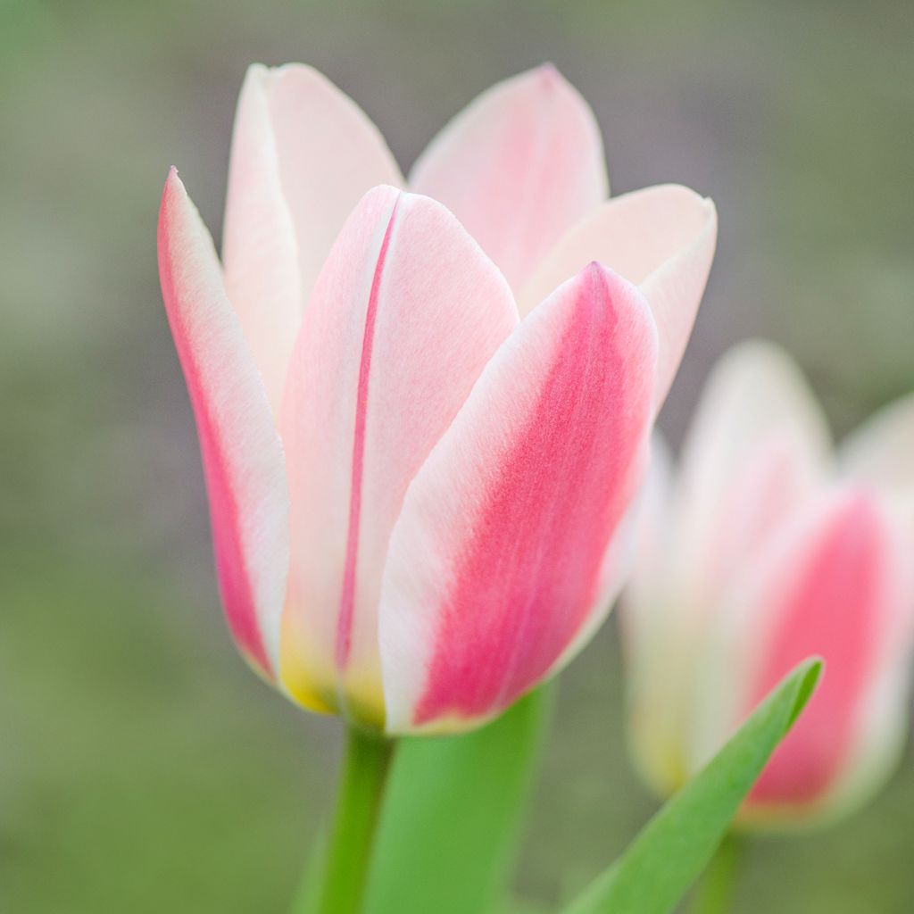Greigii-tulppaani Mary Ann