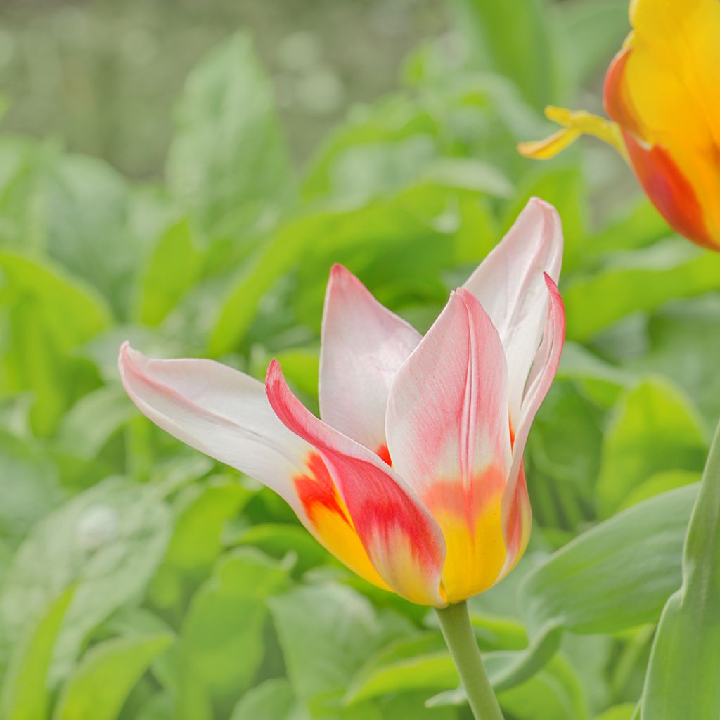 Greigii-tulppaani Mary Ann