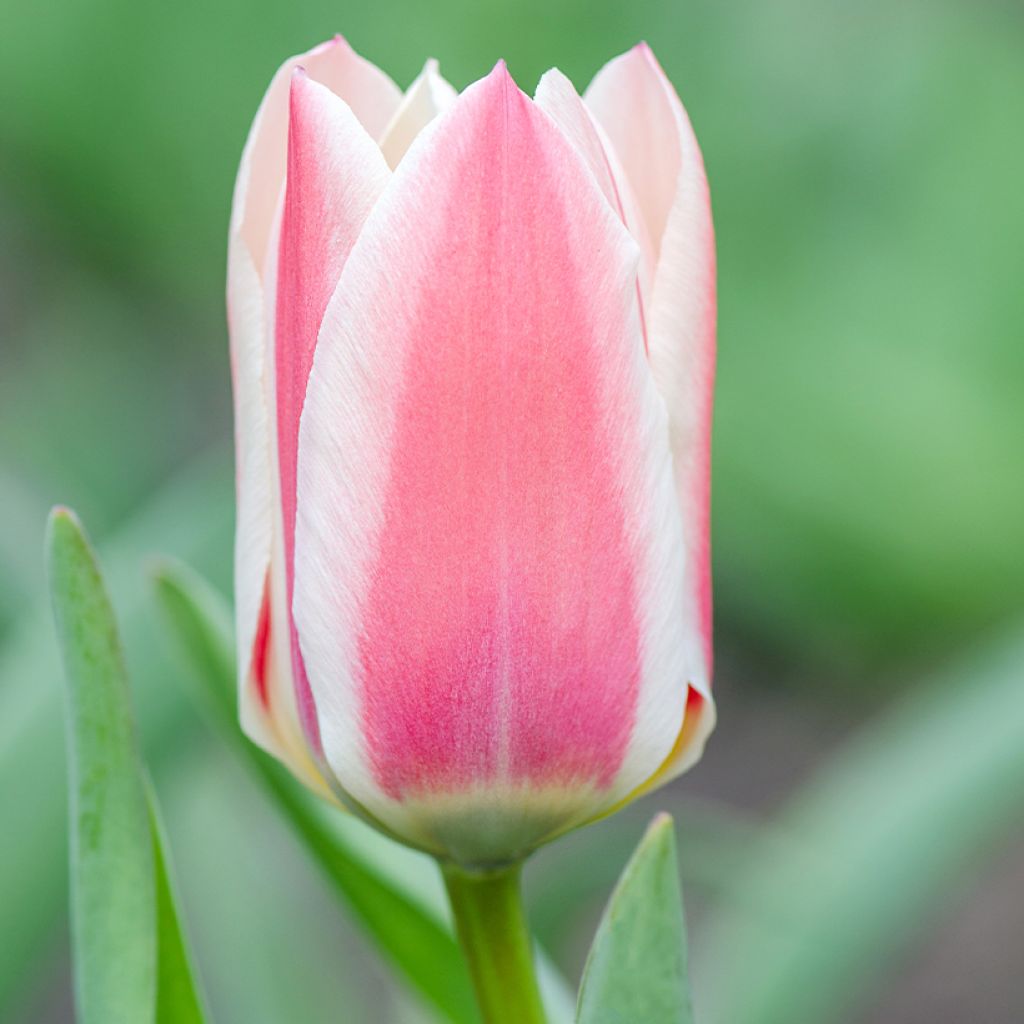 Greigii-tulppaani Mary Ann
