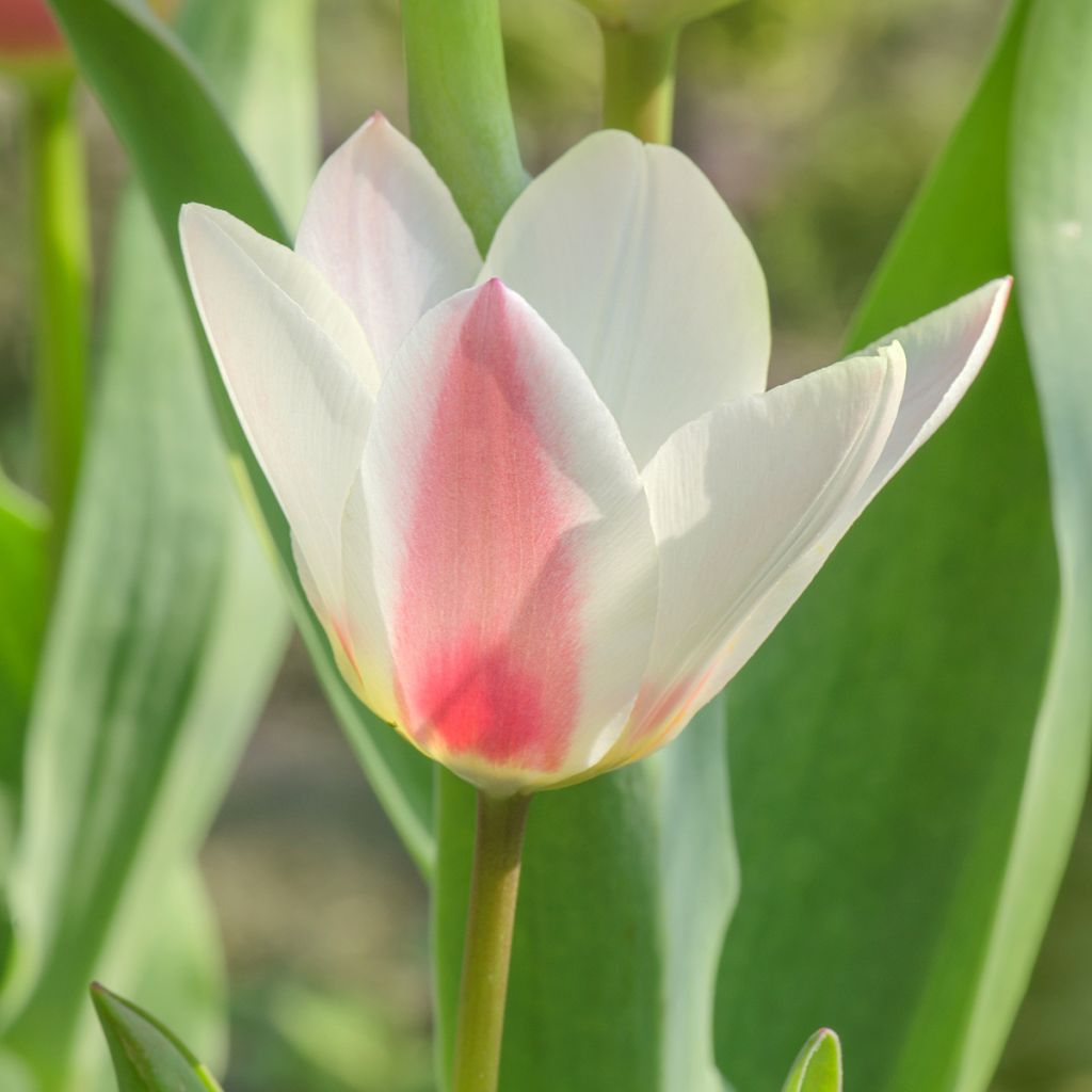 Greigii-tulppaani Mary Ann