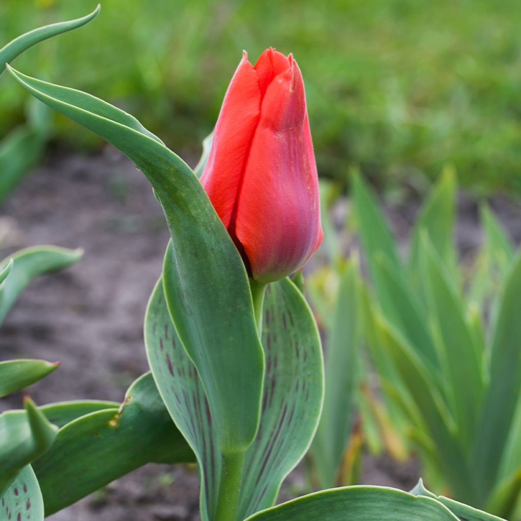 Greigii-tulppaani Princesse Charmante