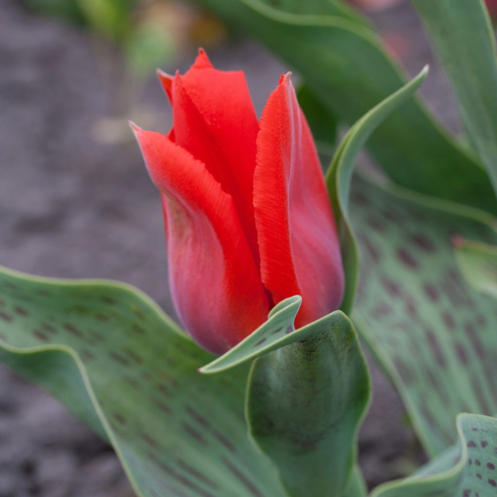 Greigii-tulppaani Princesse Charmante