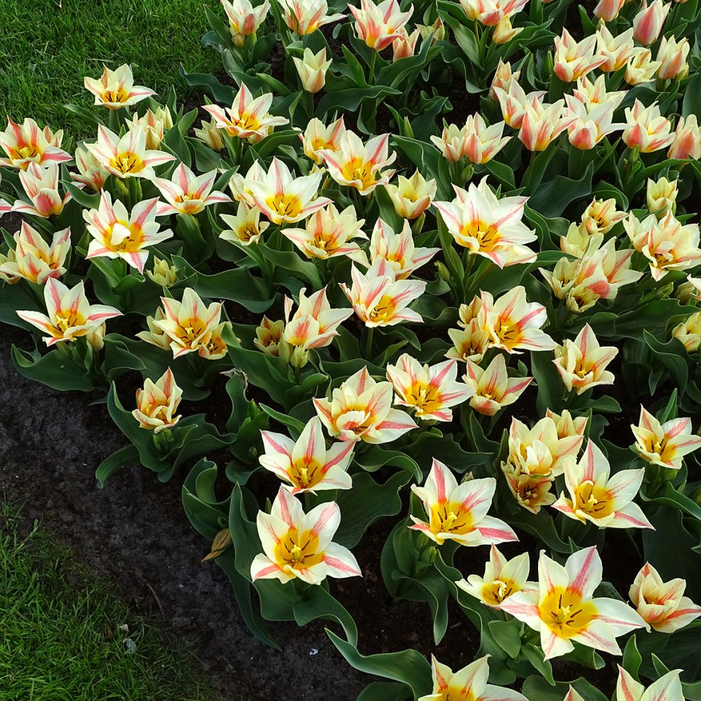 Greigii-tulppaani Quebec