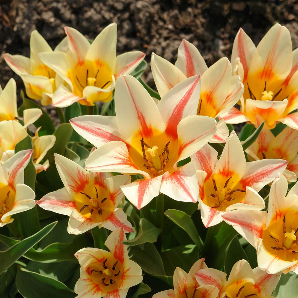 Greigii-tulppaani Quebec