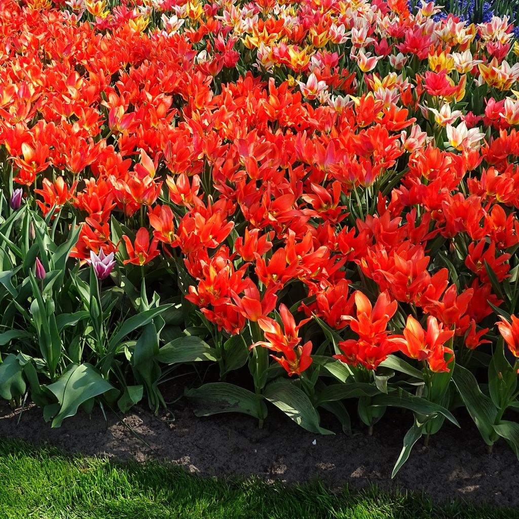Greigii-tulppaani Toronto