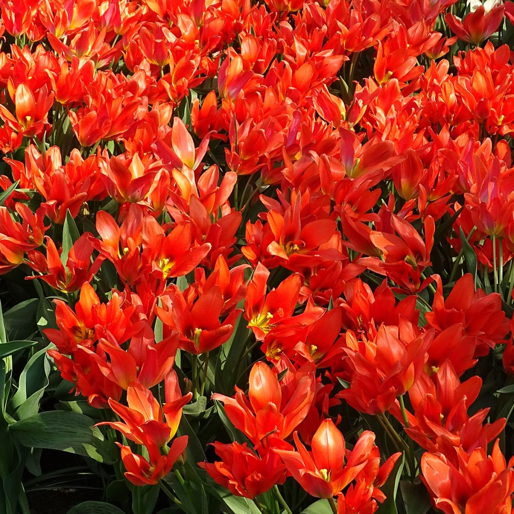 Greigii-tulppaani Toronto