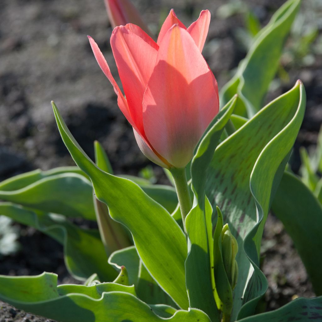 Greigii-tulppaani Toronto