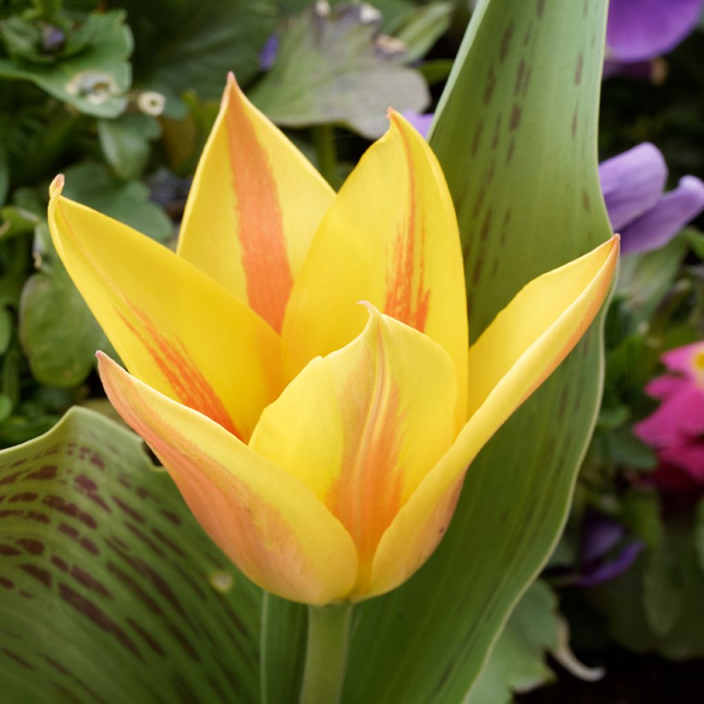 Greigii-tulppaani Winnipeg