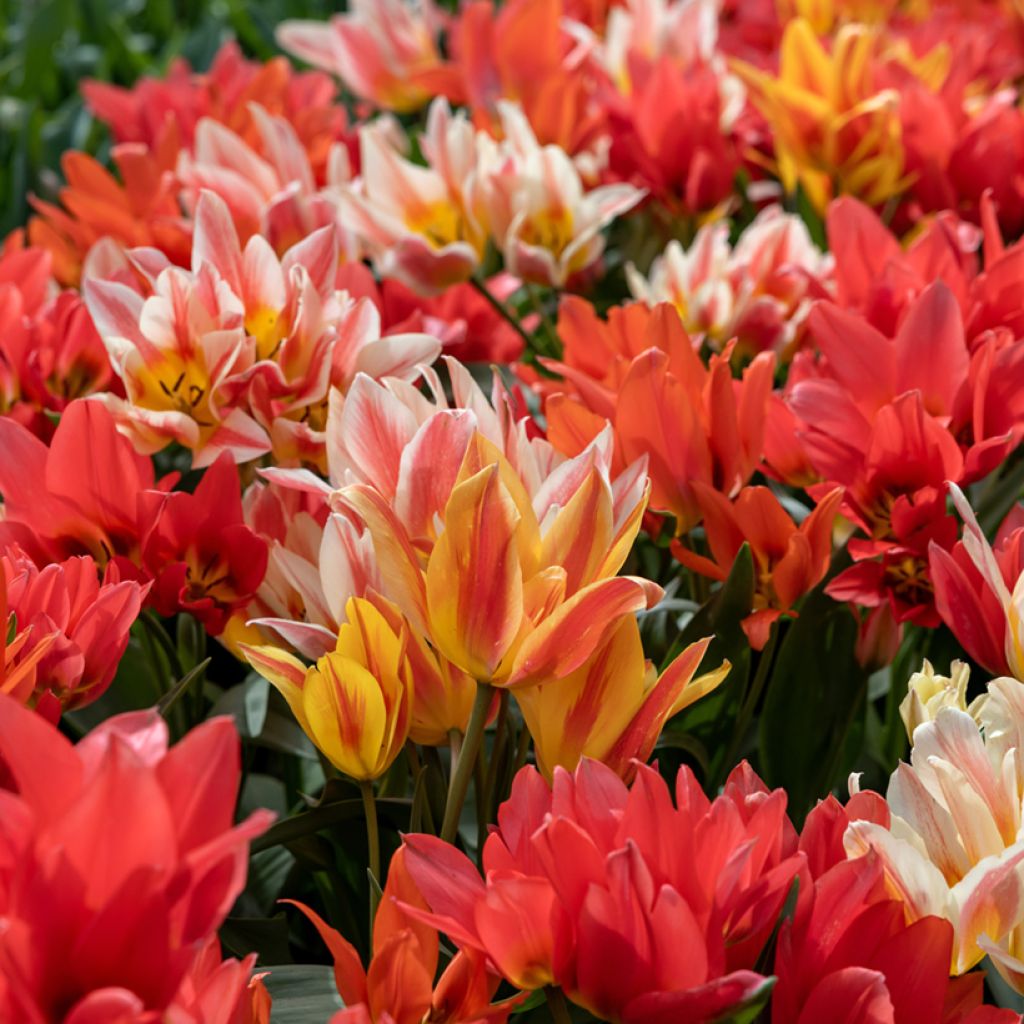 Greigii-tulppaani Winnipeg