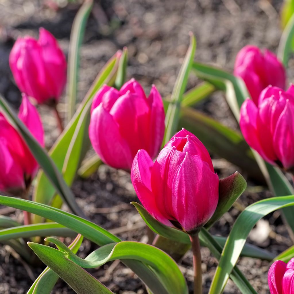 Tähtitulppaani var. pulchella Violacea