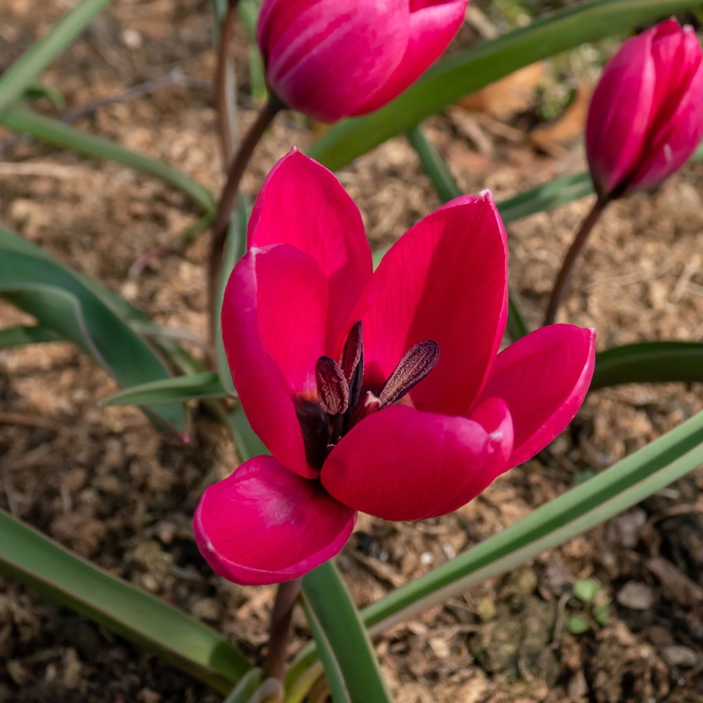 Tähtitulppaani var. pulchella Violacea