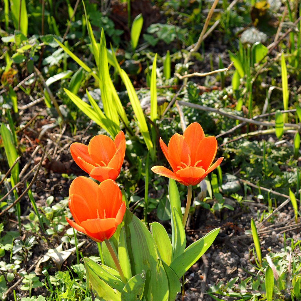 Lummetulppaani Early Harvest