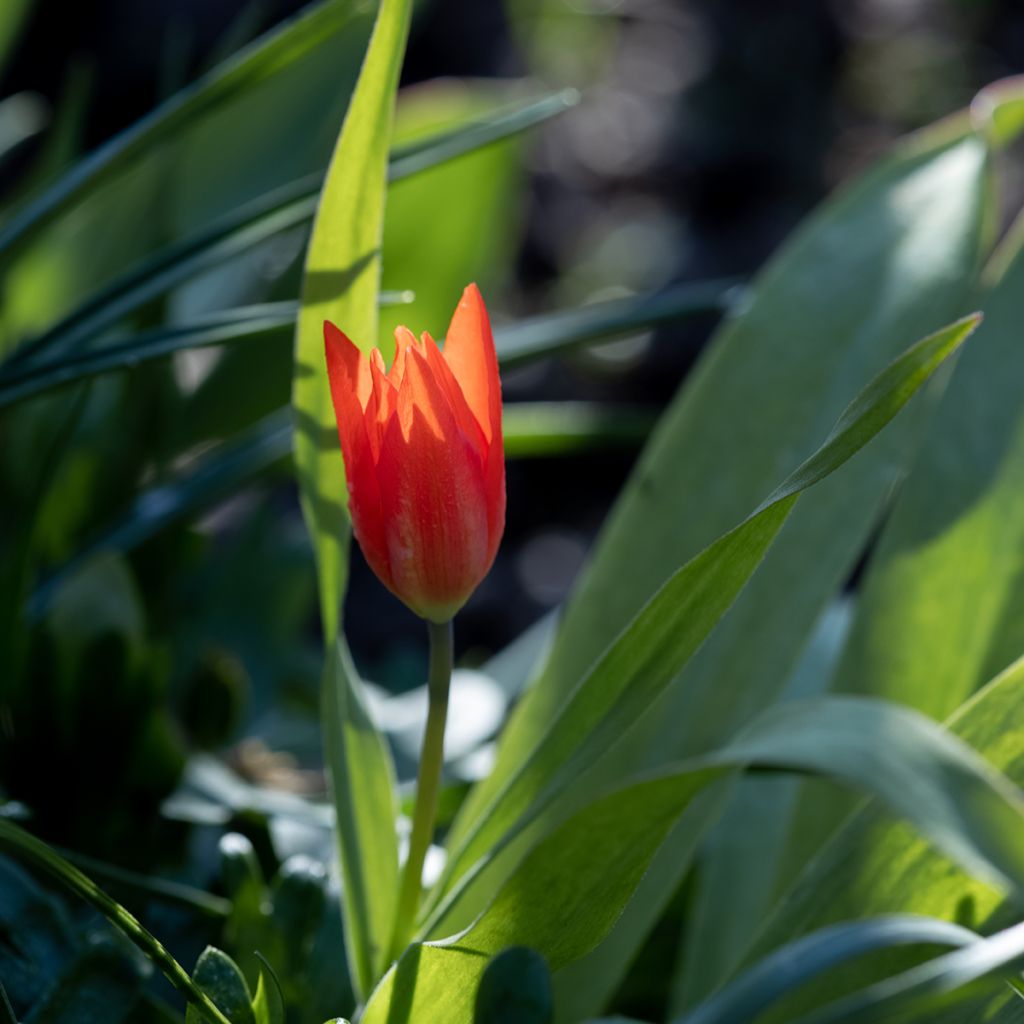 Lummetulppaani Early Harvest