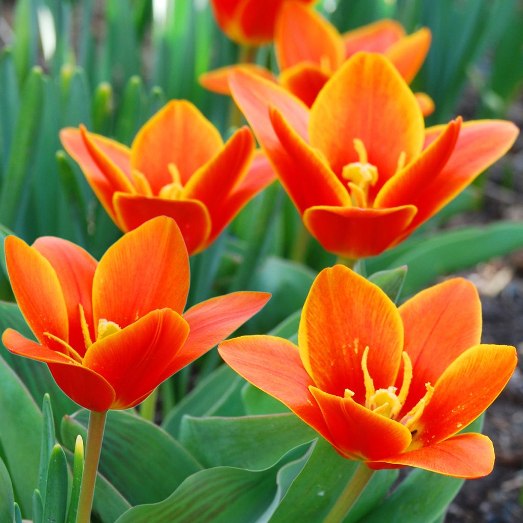 Lummetulppaani Early Harvest