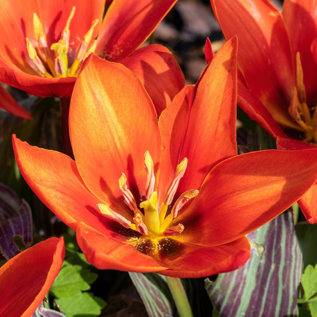 Lummetulppaani Early Harvest