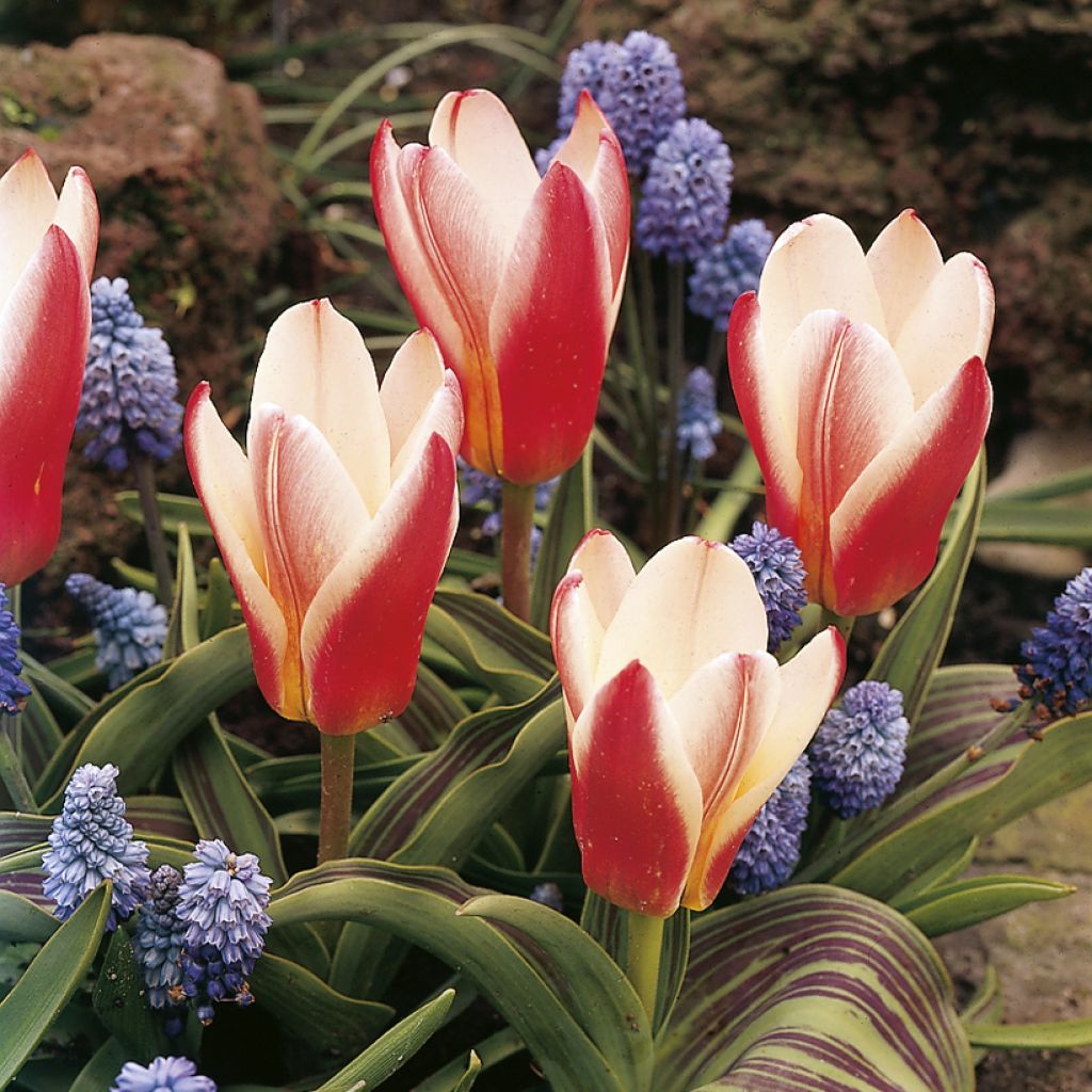 Lummetulppaani Heart's Delight