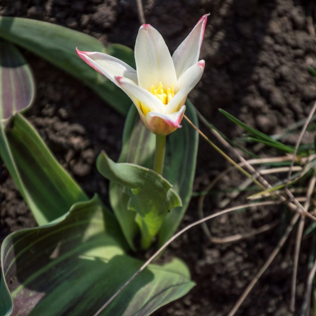 Lummetulppaani Heart's Delight