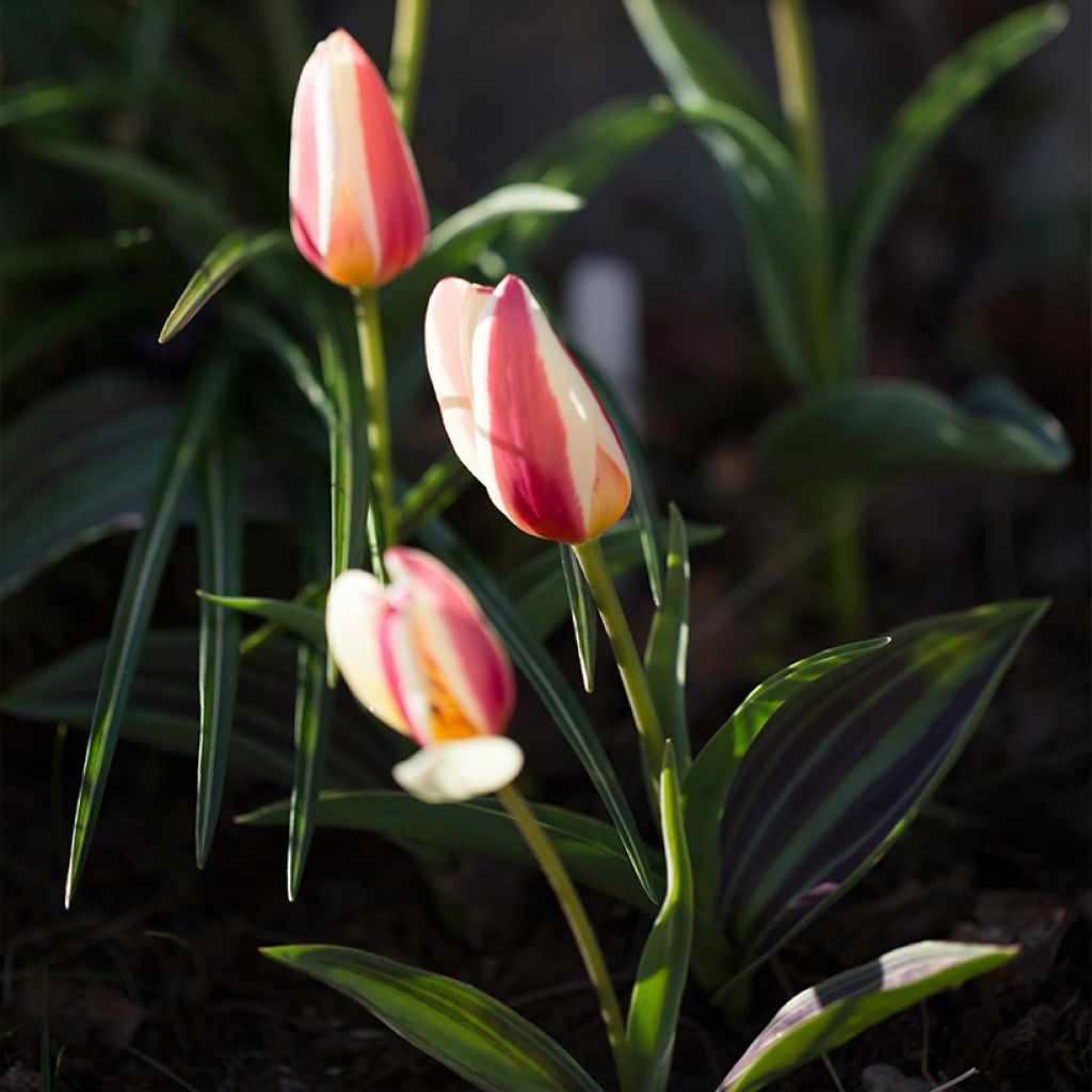 Lummetulppaani Johann Strauss