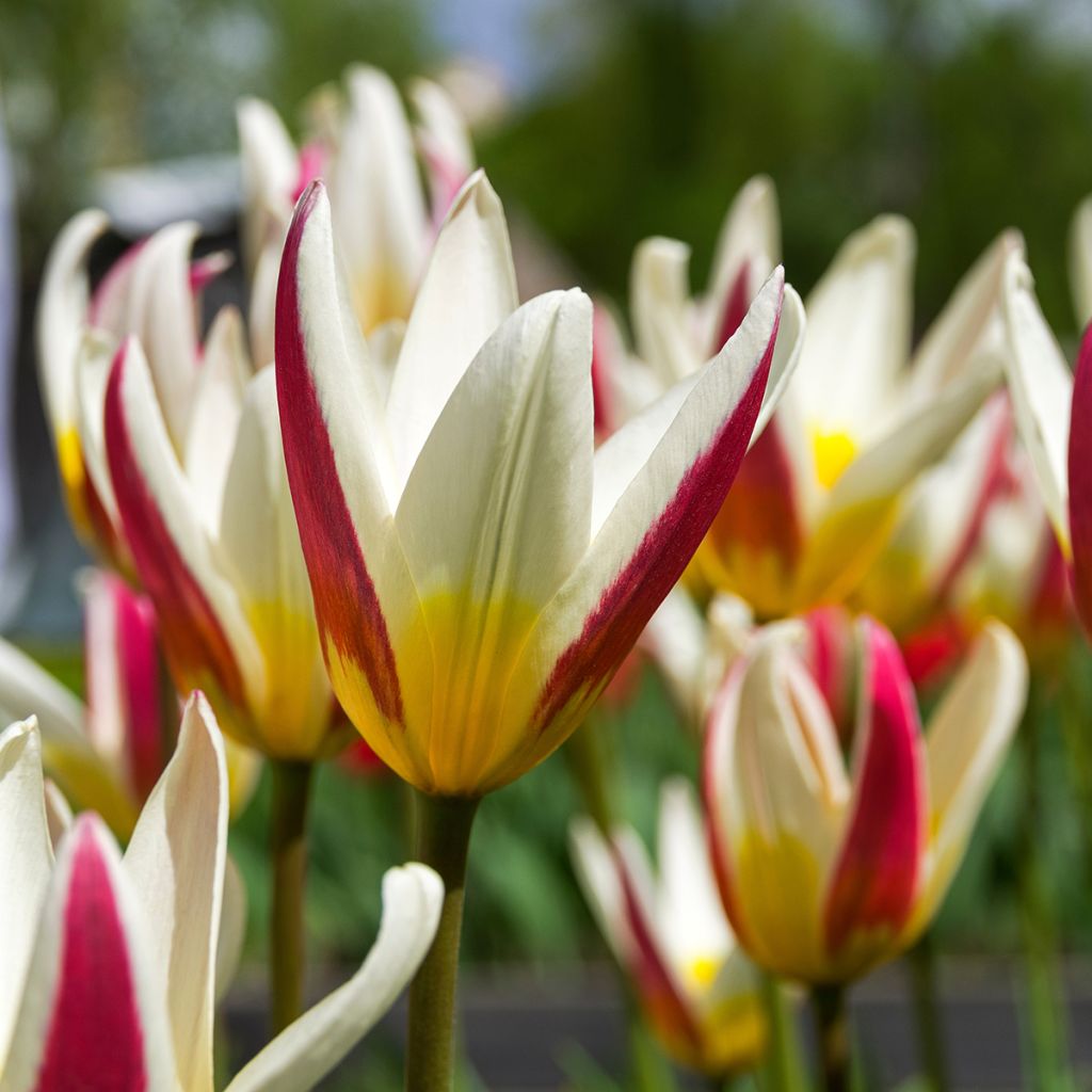 Lummetulppaani Johann Strauss