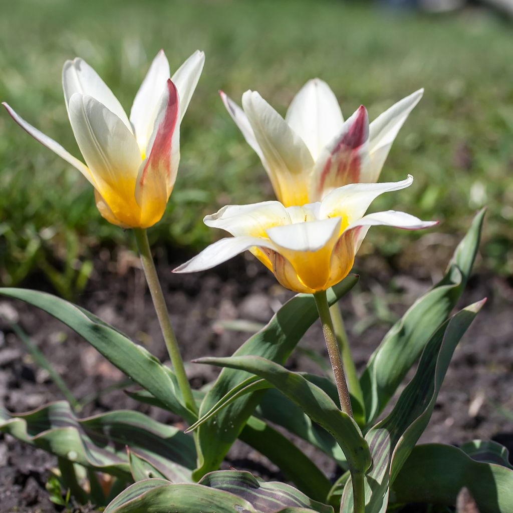 Lummetulppaani Johann Strauss