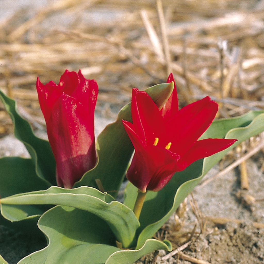 Lummetulppaani Pink Dwarf