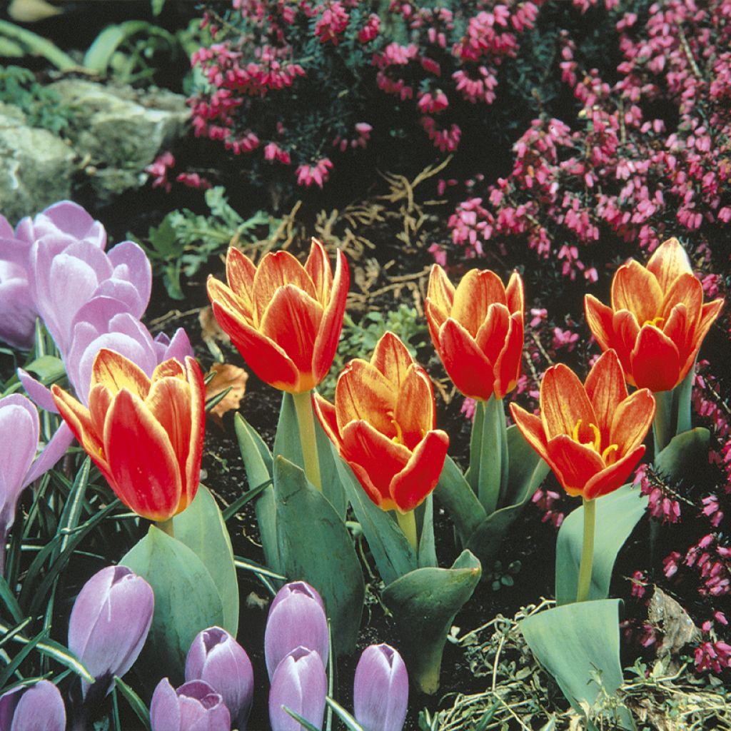 Lummetulppaani Shakespeare