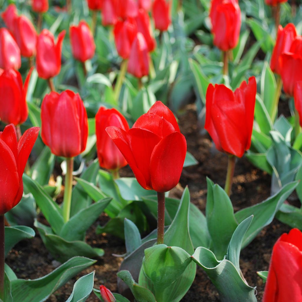 Lummetulppaani Showwinner