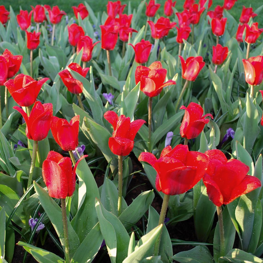 Lummetulppaani Showwinner
