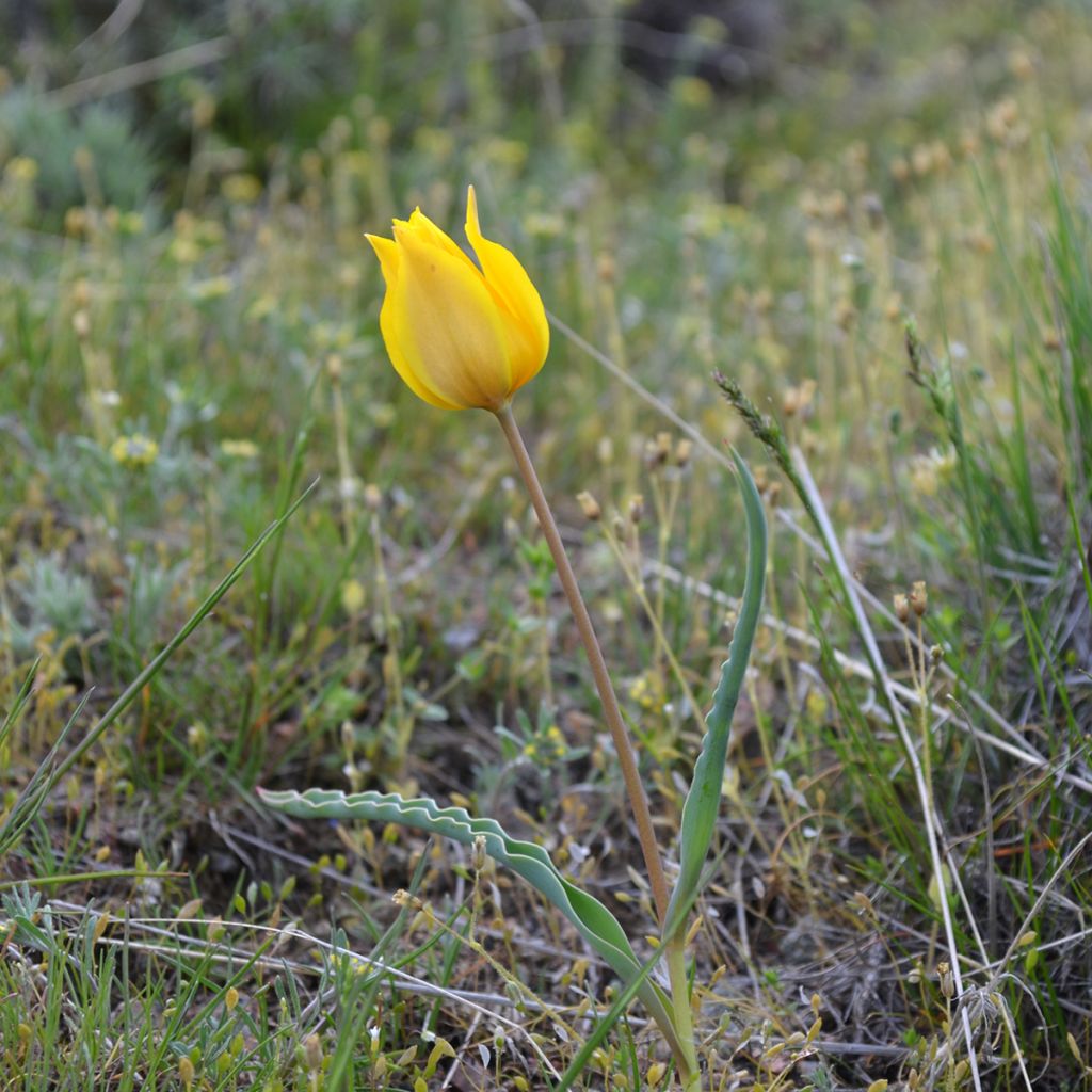 Aurinkotulppaani - Tulipa kolpakowskiana