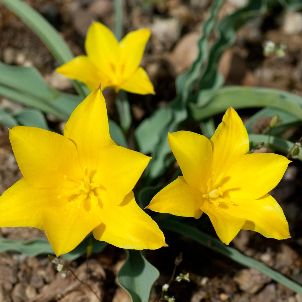 Aurinkotulppaani - Tulipa kolpakowskiana