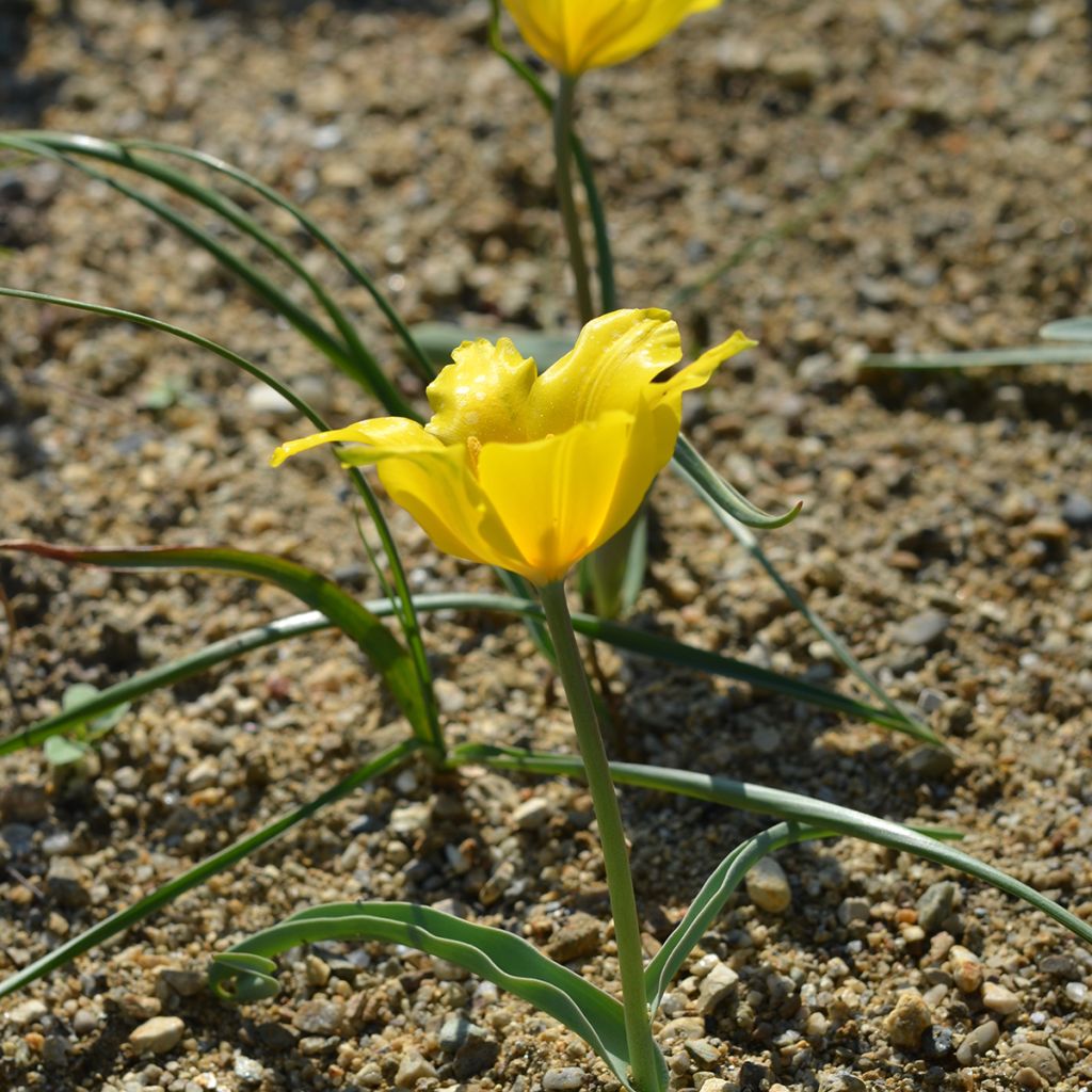 Aurinkotulppaani - Tulipa kolpakowskiana