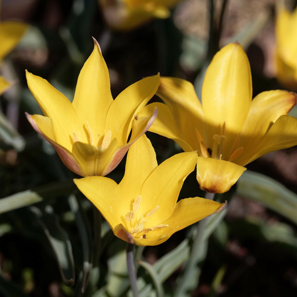 Aurinkotulppaani - Tulipa kolpakowskiana