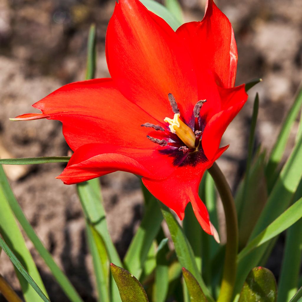 Buharantulppaani - Tulipa linifolia