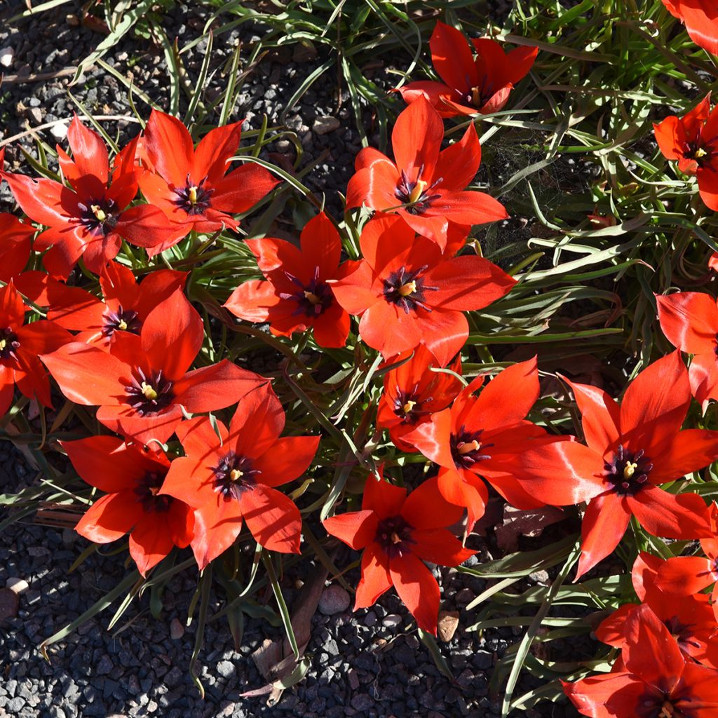 Buharantulppaani - Tulipa linifolia