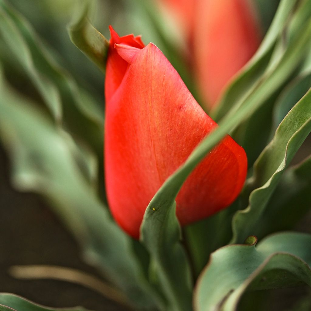 Buharantulppaani - Tulipa linifolia