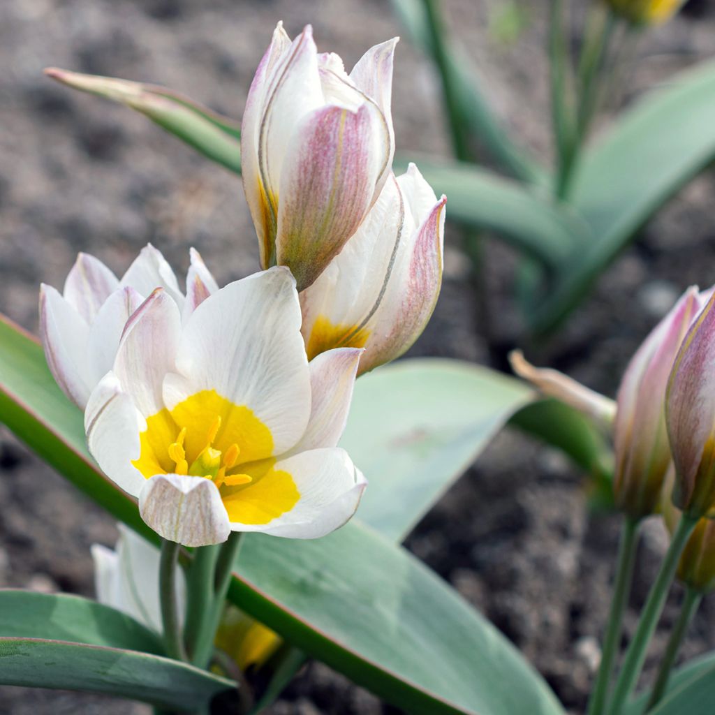 Pikkutulppaani - Tulipa polychroma