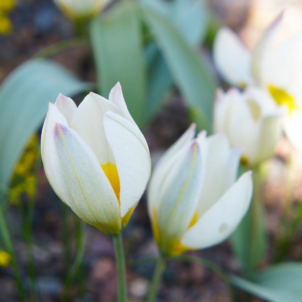 Pikkutulppaani - Tulipa polychroma