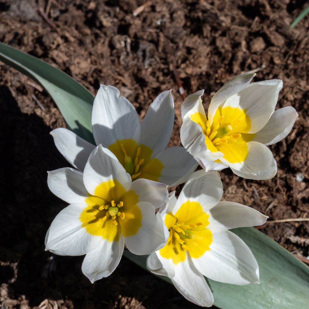 Pikkutulppaani - Tulipa polychroma