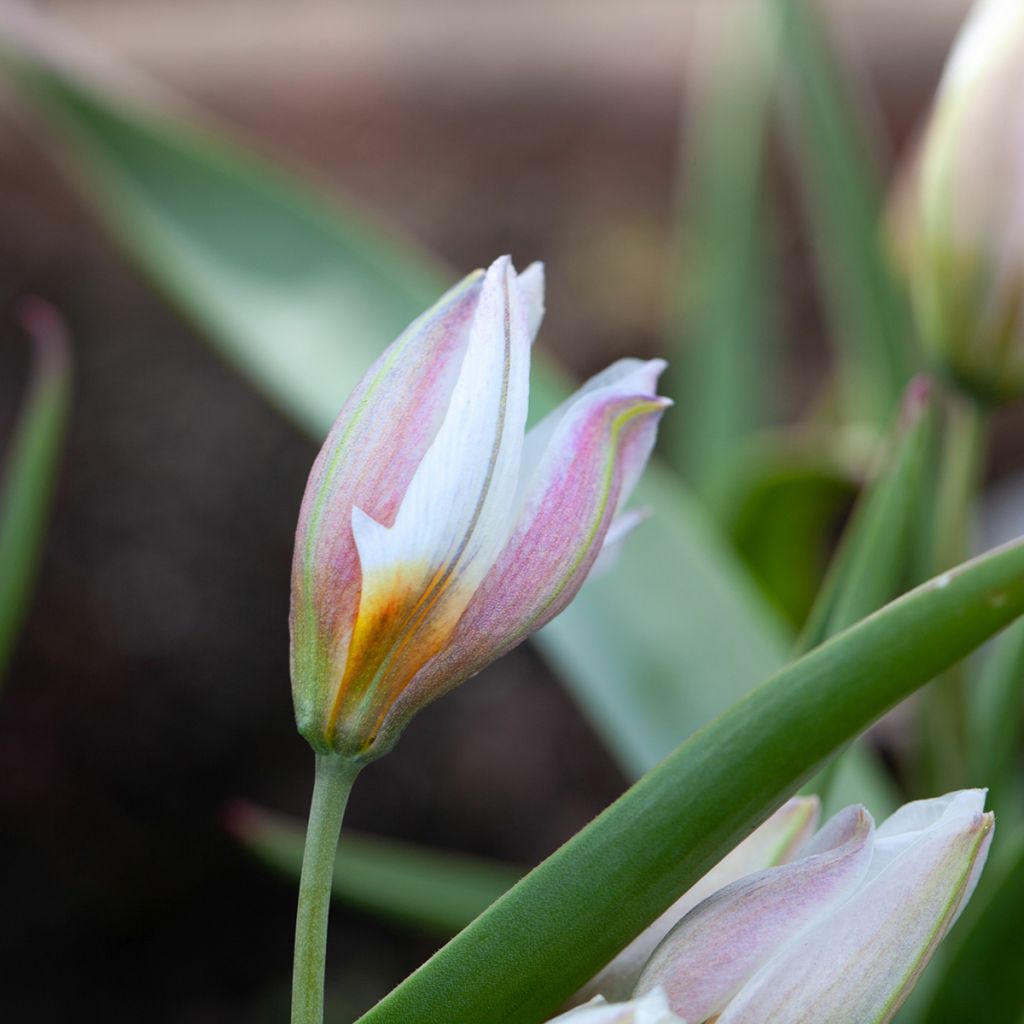 Pikkutulppaani - Tulipa polychroma
