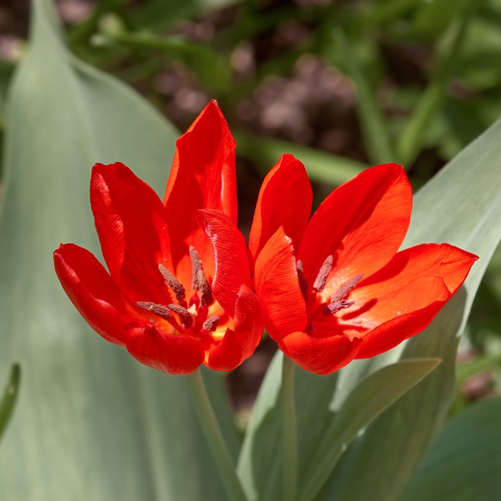 Terttutulppaani Fusilier
