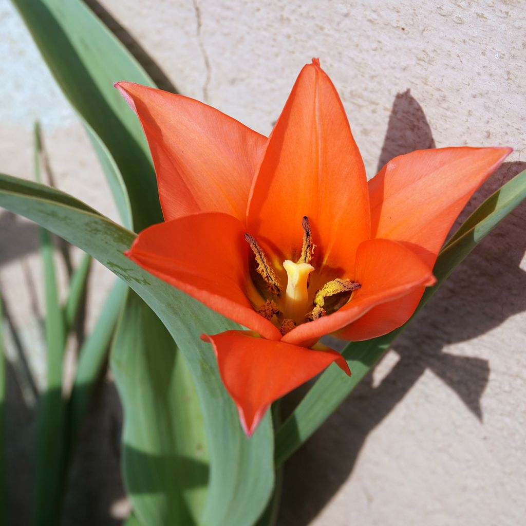 Terttutulppaani Fusilier