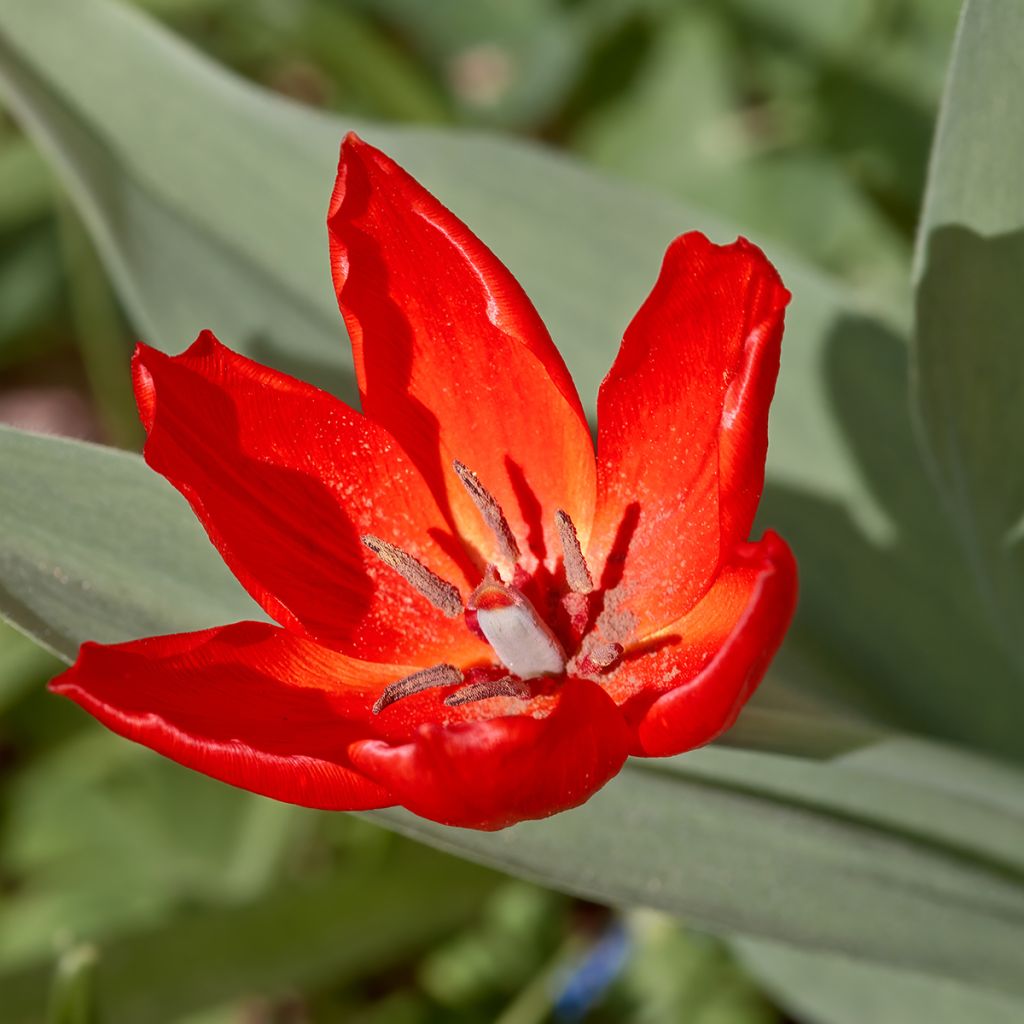 Terttutulppaani Fusilier