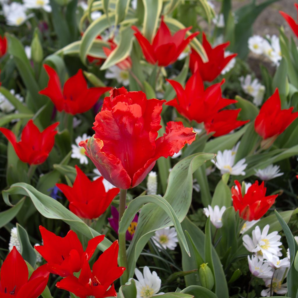 Terttutulppaani Fusilier