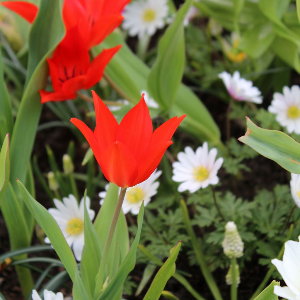 Terttutulppaani Fusilier