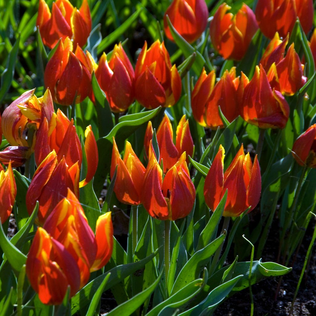 Kasvitieteellinen tulppaani - Tulipa schrenkii