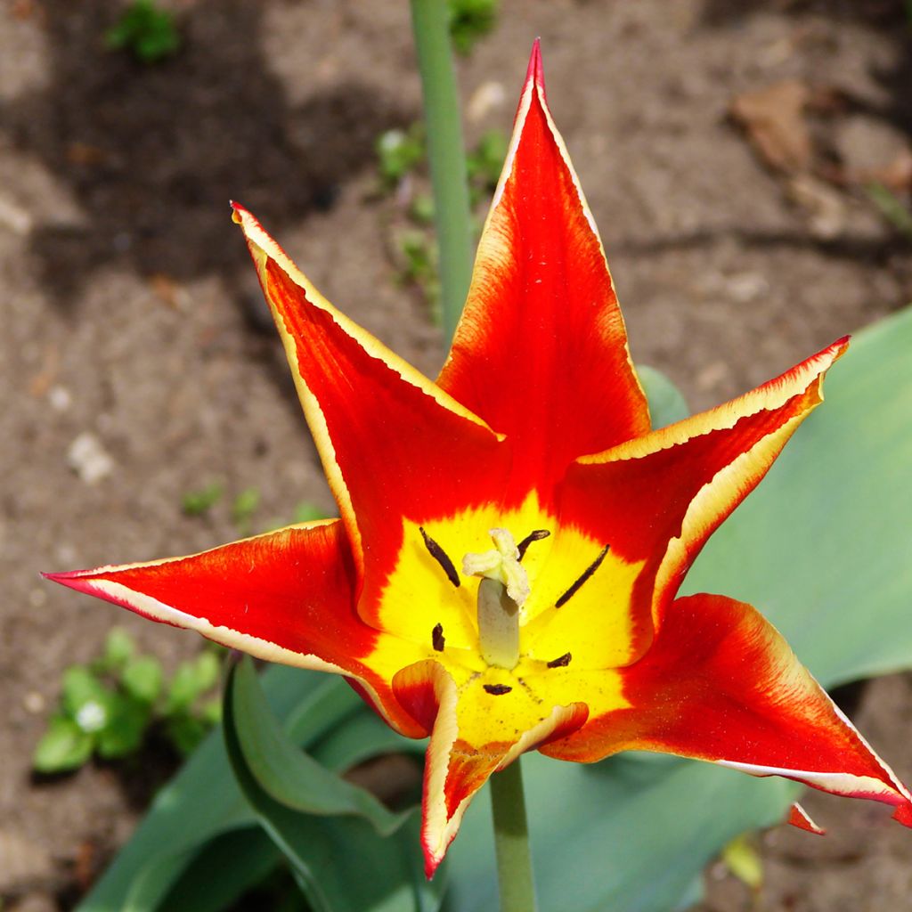 Kasvitieteellinen tulppaani - Tulipa schrenkii